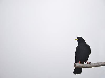 photography of black pigeon perching on tree branch thumbnail