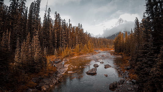 rocky river surrounded by pine trees thumbnail