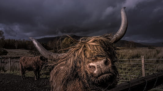 yak near grass field thumbnail