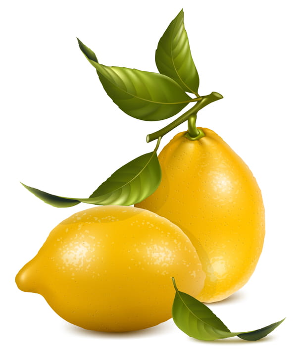 Fresh Lemon Vector Illustration 04 Eps File Free Graphics Uihere