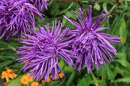close up photo of purple petaled flowers thumbnail