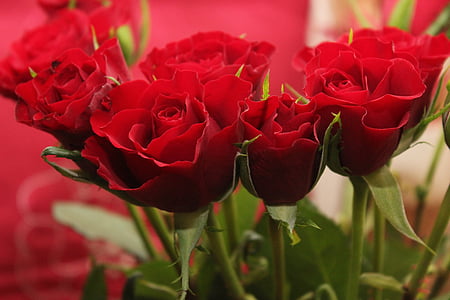 green and red petaled flower thumbnail