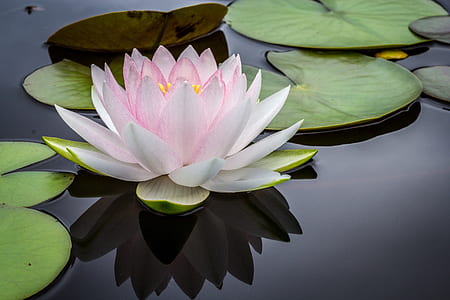 closeup photo of white and pink waterlily flower thumbnail