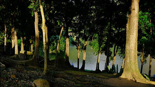 green leafed tree lot thumbnail