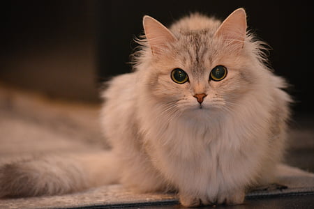 long-fur cat looking straight to the camera thumbnail