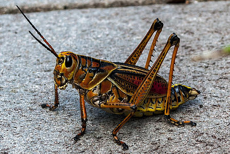 brown lubber grasshopper thumbnail