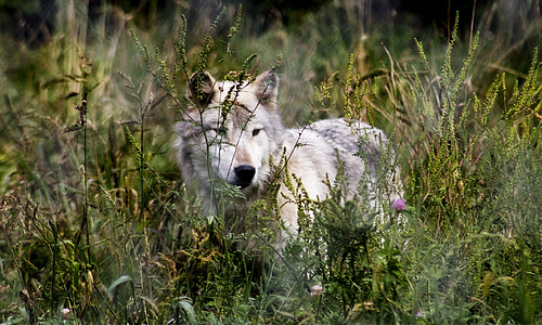 white wolf on green grass thumbnail