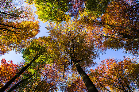 low angle photography of yellow and green trees during daytime thumbnail