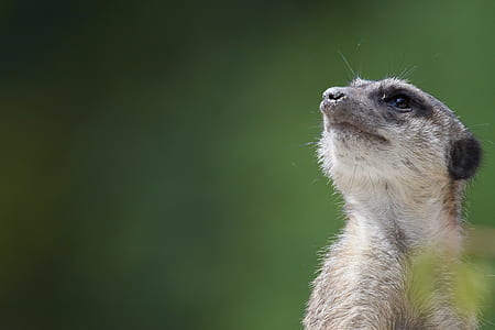 shallow focus photography of animal thumbnail