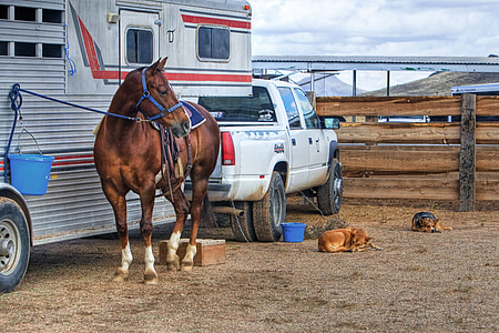 brown horse near camper trailer thumbnail