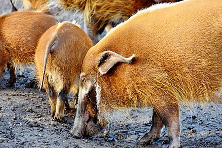 group of wild boars thumbnail