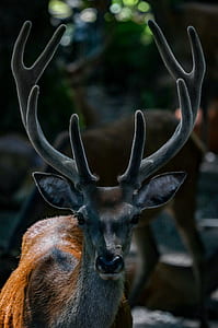 low light selective focus photography of brown deer thumbnail