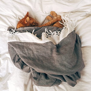 Orange Tabby Cat Sleeping on White Textile thumbnail