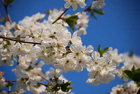 white cherry blossoms during daytime thumbnail