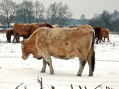 brown cow standing on snow near fence thumbnail