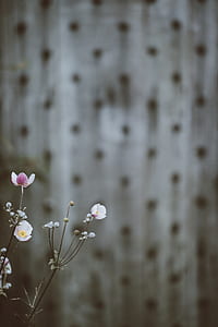 white poppies in bloom at daytime thumbnail