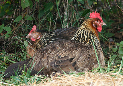 two brown and red Hens on green grass thumbnail