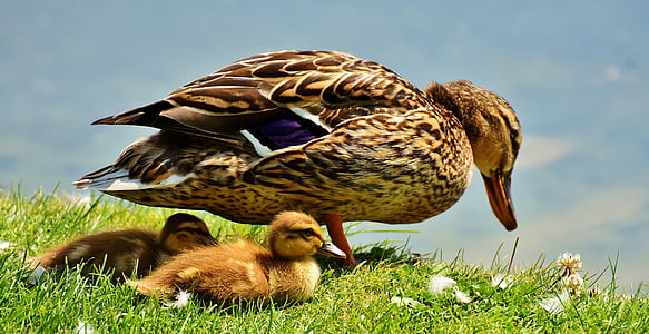 brown duck and ducklings on grass during daytime thumbnail