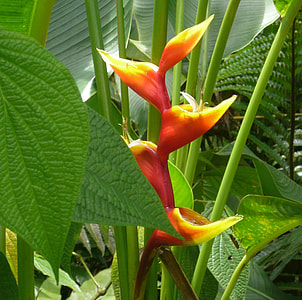 red petaled flower thumbnail