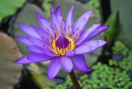 purple petaled flower focus photography thumbnail