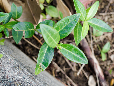 green leaves in macro shot thumbnail