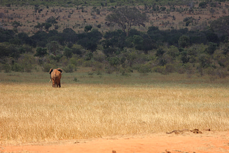 elephant on beige grass field thumbnail