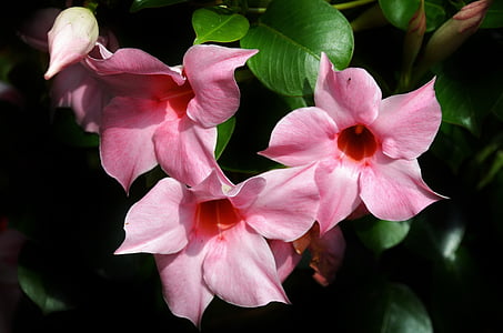 pink flowers thumbnail