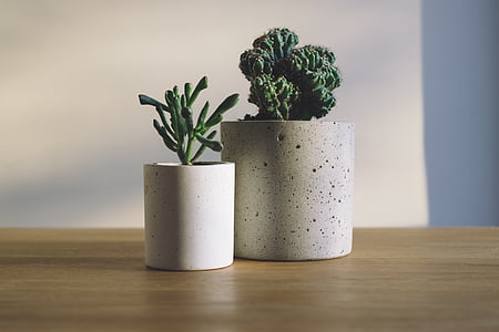 two green plants with pot thumbnail