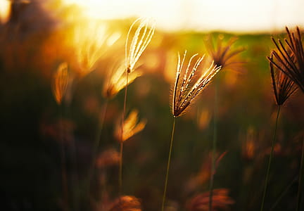Shallow Focus Photography of Grass thumbnail