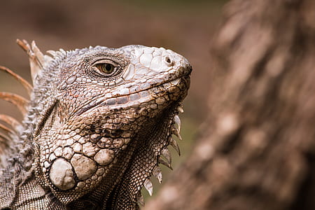 selective focus photography of brown bearded dragon at daytime thumbnail
