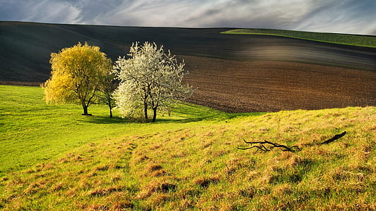 green grass field thumbnail