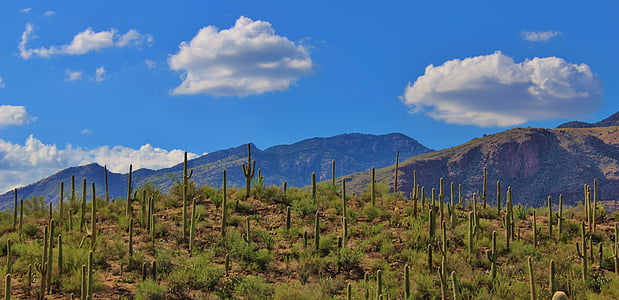 cactus field during daytime thumbnail