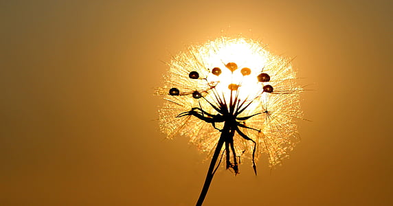 white dandelion at golden hour thumbnail