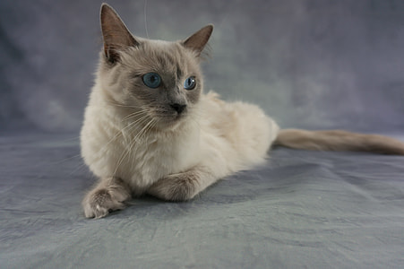 brown cat sitting on floor thumbnail