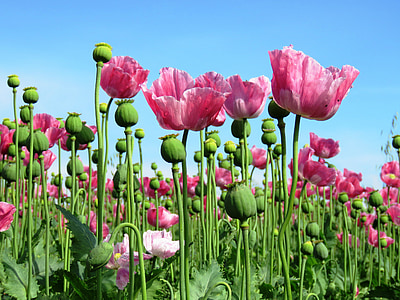 photo of pink flower field thumbnail