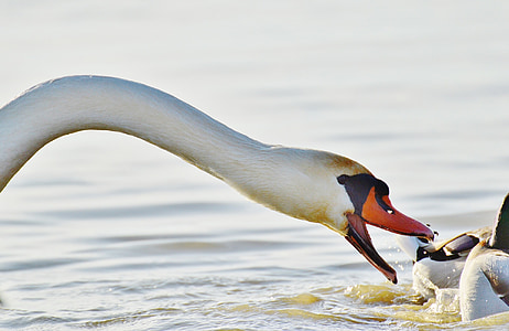 white duck swam on body of water thumbnail