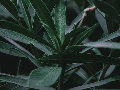 closeup photo of green leafed plant thumbnail