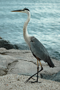 white and gray bird on white sand near ocean taken at daytime thumbnail