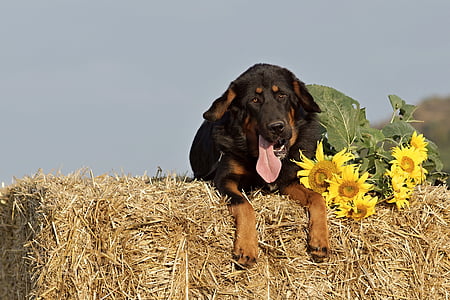 short-coated tan and black dog beside the sunflower thumbnail