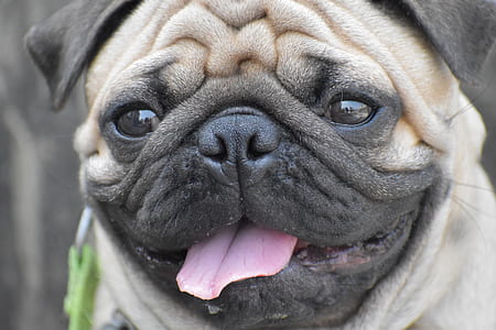 closeup photography of fawn pug thumbnail