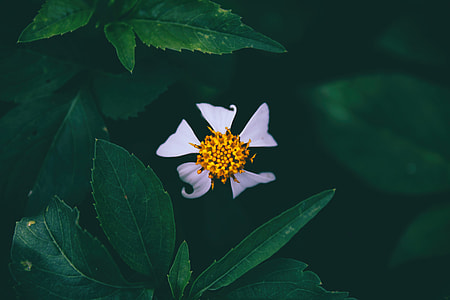 First flower thumbnail