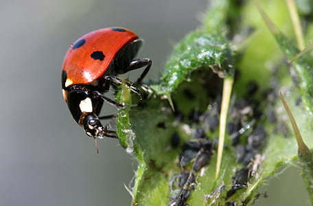 ladybug shallow focus photo thumbnail