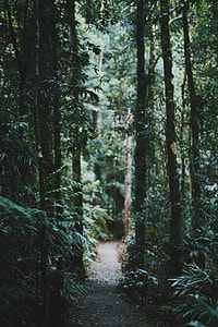 photograph of green leaf trees thumbnail