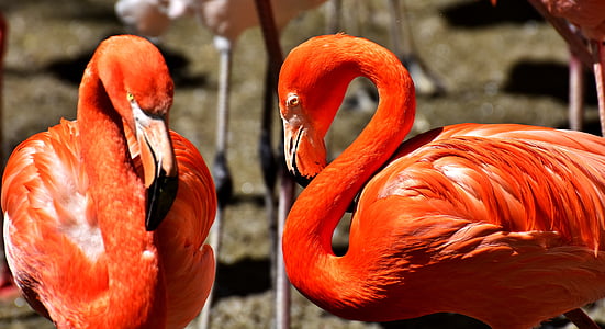 two red flaminggo thumbnail