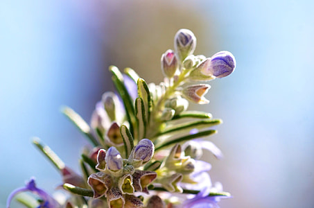 selective focus photo of purple flower thumbnail