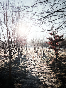 black trees under white sky thumbnail