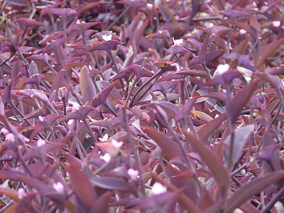 Mexican Dreimasterblume thumbnail
