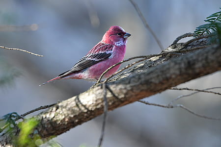pink and black bird perched on tree trunk during daytime thumbnail