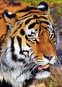 adult tiger thumbnail