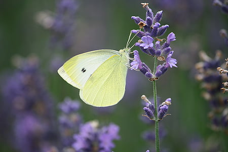 sulphur butterfly pollinating on purple petaled flower thumbnail